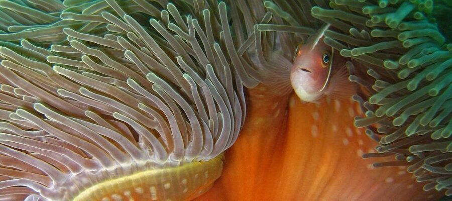 Koh Kood: Discover Scuba Diving for Beginners with 2 Dives - Is $160 a fair price?