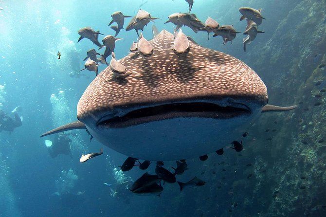 Koh Samui 2-Dive Trip to Sail Rock for certified divers - Why Sail Rock is worth the boat trip