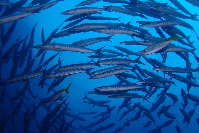 Koh Samui 2-Dive Trip to Sail Rock for certified divers - The fish to watch for at Sail Rock