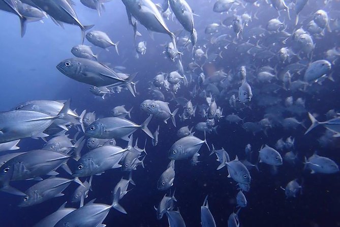 Koh Samui 2-Dive Trip to Sail Rock for certified divers - Lunch, drinks, and the value of the package