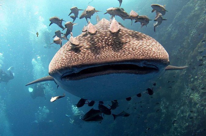Koh Samui 2-Dive Trip to Sail Rock for certified divers - Who should book this Koh Samui scuba outing