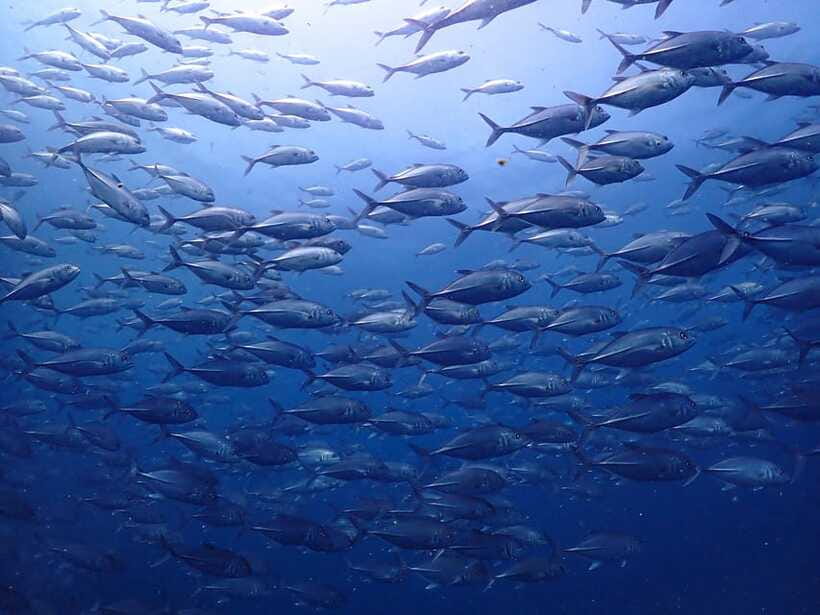 Koh Samui: 3-Day PADI Open Water Diver Course - The Koh Samui transfer takes about 45 minutes