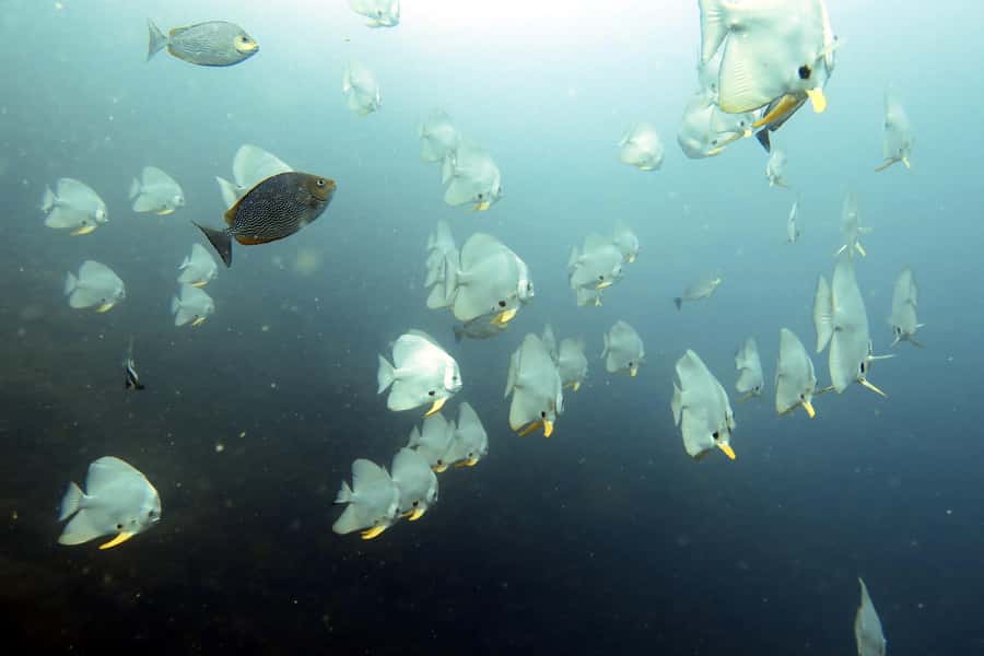Koh Samui: Day Trip Diving at Sail Rock - Why Sail Rock is worth the trip from Koh Samui