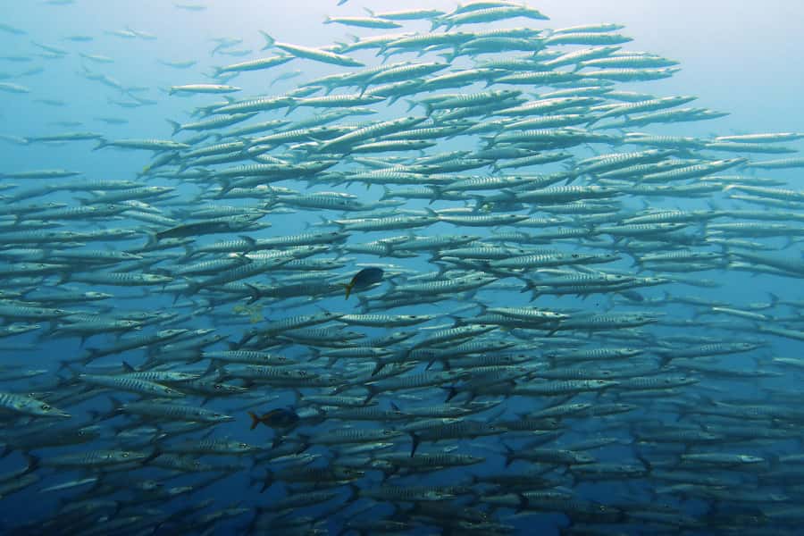 Koh Samui: Day Trip Diving at Sail Rock - Getting ready on the boat