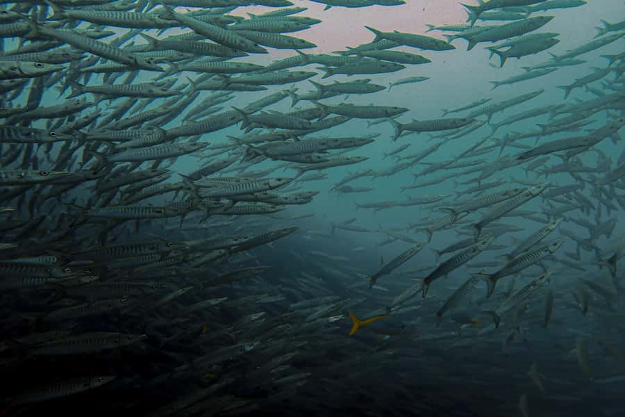 Koh Samui: Day Trip Diving at Sail Rock - What $186 includes, and what it does not