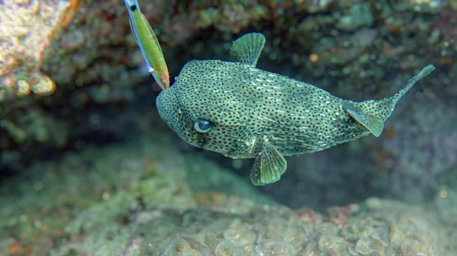 Koh Samui: Day Trip Diving at Sail Rock - From hotel pickup to the pier