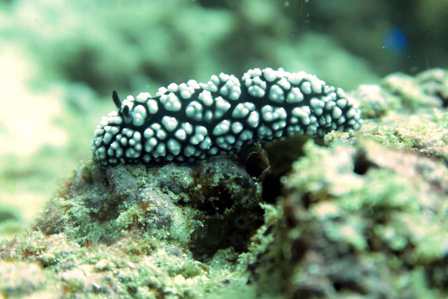 Koh Samui: Discover Scuba Diving - How the boat day really feels