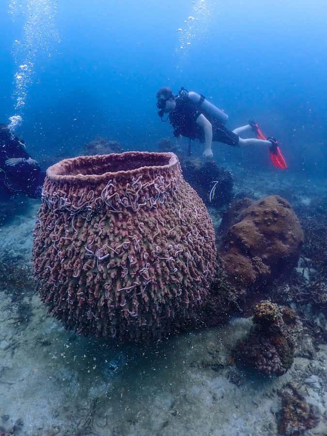 Koh Samui: Dive Tour to Koh Tao - Why Koh Tao makes sense from Koh Samui