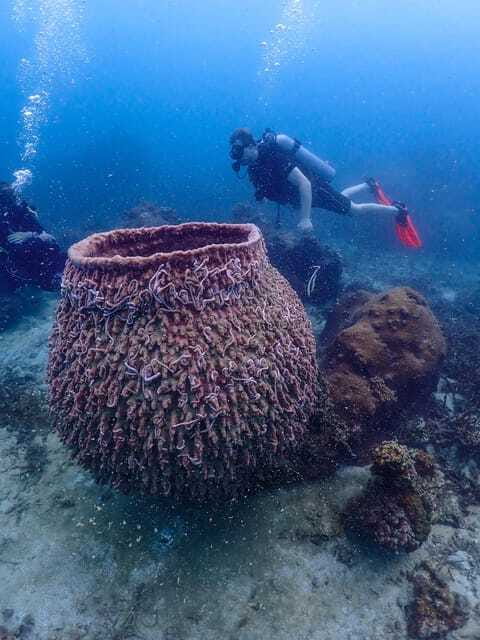 Koh Samui: Dive Tour to Koh Tao - What the $212 price really covers