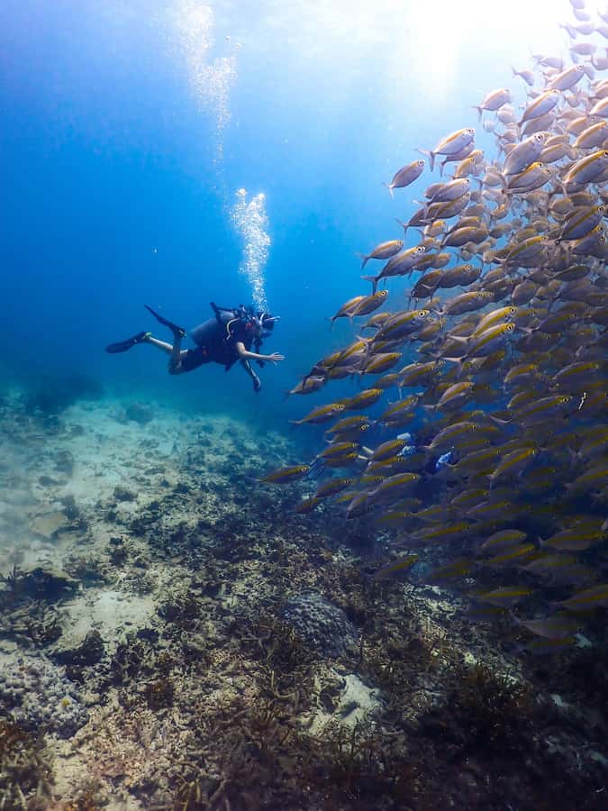 Koh Samui: Dive Tour to Sail Rock - From Koh Samui hotels to the open Gulf