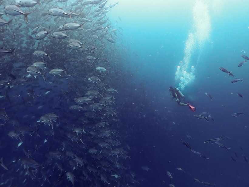 Koh Samui: Dive Tour to Sail Rock - A second look at Sail Rock