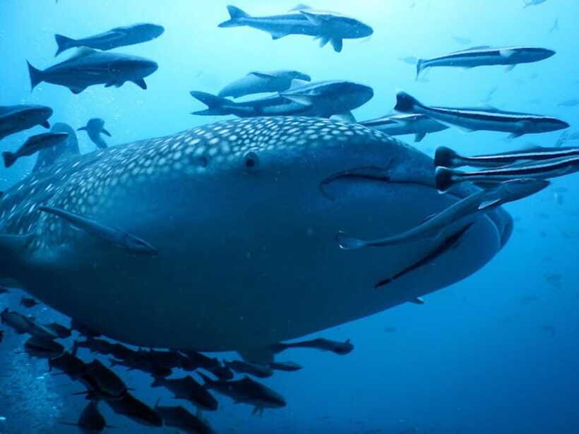 Koh Samui: Dive Tour to Sail Rock - Should you book the Sail Rock trip?