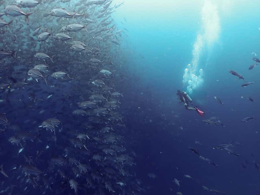 Koh Samui: Dive Tour to Sail Rock - The first underwater session at Sail Rock