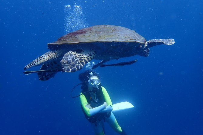 Koh Tao 2-Dive Day Trip from Koh Samui for certified divers - Why Koh Tao makes this a worthwhile day