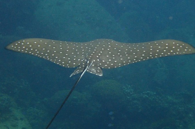 Koh Tao 2-Dive Day Trip from Koh Samui for certified divers - The guides and the human side of the trip