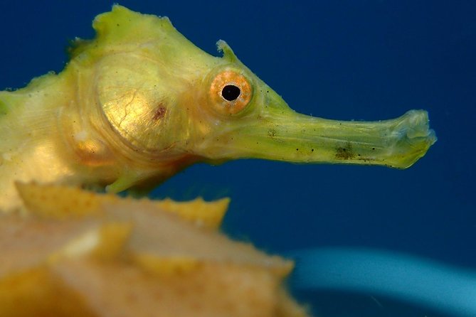 Koh Tao 2-Dive Day Trip from Koh Samui for certified divers - The return to Koh Samui