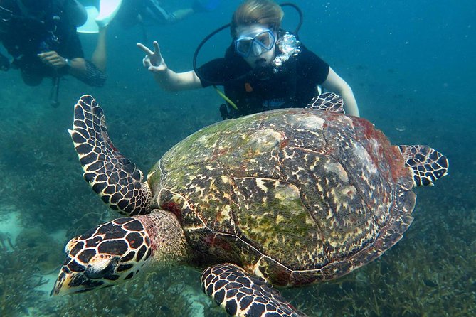 Koh Tao 2-Dive Day Trip from Koh Samui for certified divers - Choosing among Koh Tao’s possible sites