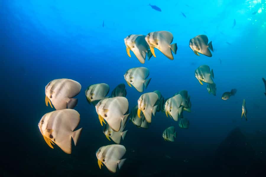 Koh Tao: PADI Premium Open Water Diver Course - Day one: a long pool session that earns its keep