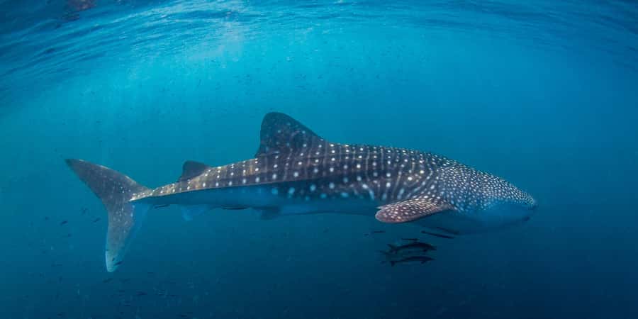 Koh Tao: PADI Premium Open Water Diver Course - Day three: two reef sessions around Koh Tao