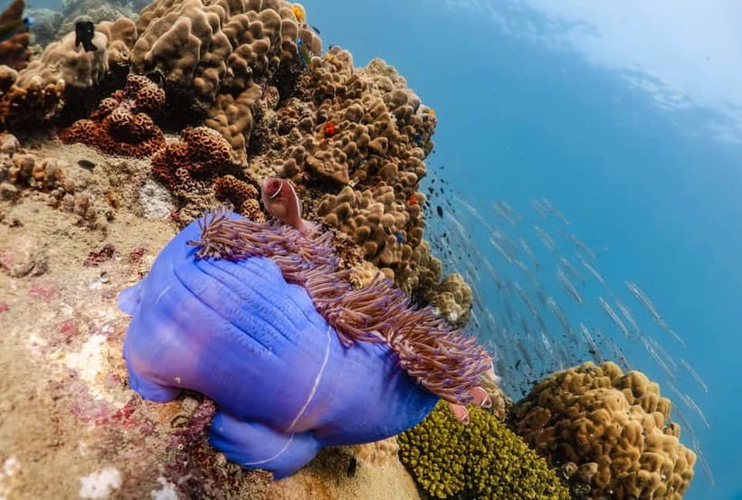 Koh Tao: PADI Try Diving Experience - Shallow-water practice before the reef