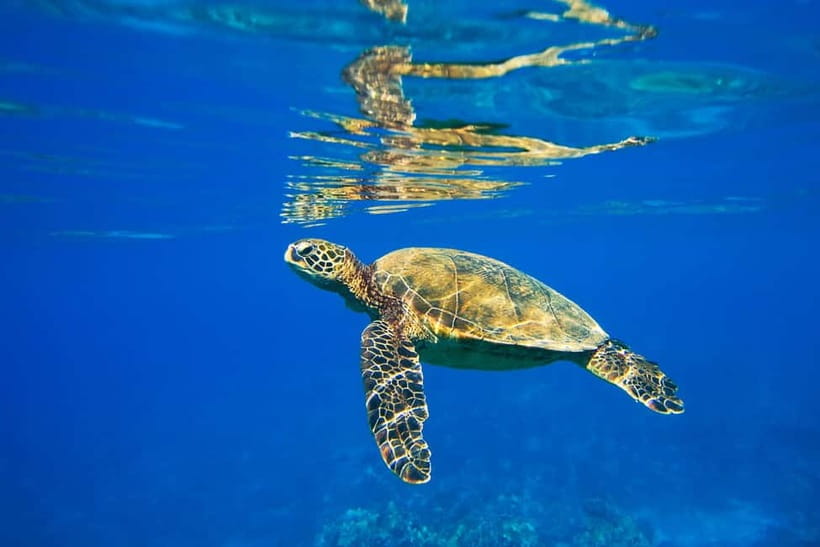 Koh Tao: PADI Try Diving Experience - Reaching Koh Tao’s reef sites by boat