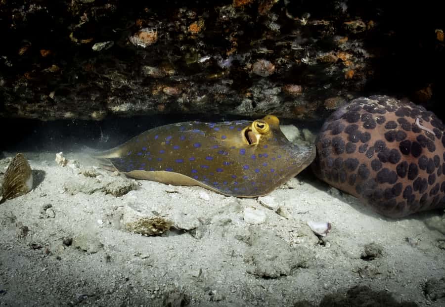 Koh Tao: Private Basic Diver Experience with 2 Dives - The two-hour classroom lesson