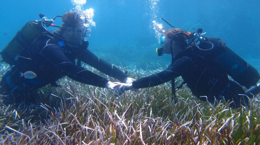 Kos: Try Scuba Diving with a diving boat - Marine life, photos, and what you will actually see