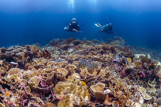 Kota Kinabalu Leisure Scuba Diving Trip (3 Dives) - Three reef sites close to Kota Kinabalu