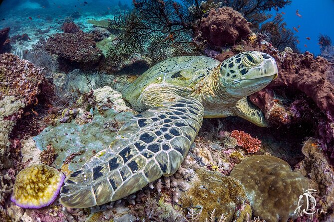 Kota Kinabalu Leisure Scuba Diving Trip (3 Dives) - The island lunch break and useful facilities