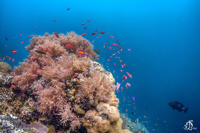 Kota Kinabalu Leisure Scuba Diving Trip (3 Dives) - Timing, group size, and the pace of the day