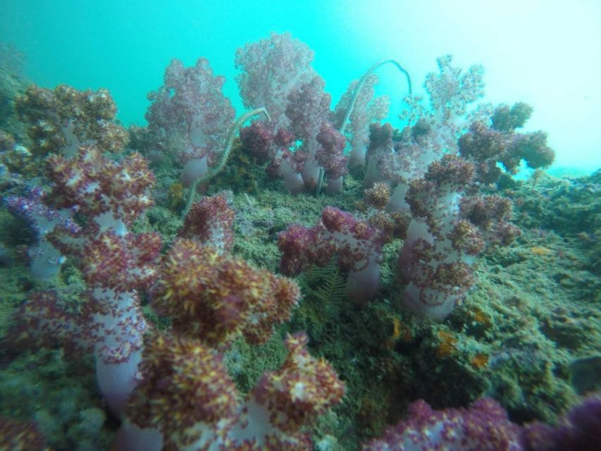 Krabi: Freediving and Snorkeling at Yawasam and Talu Island - Key points to know before booking