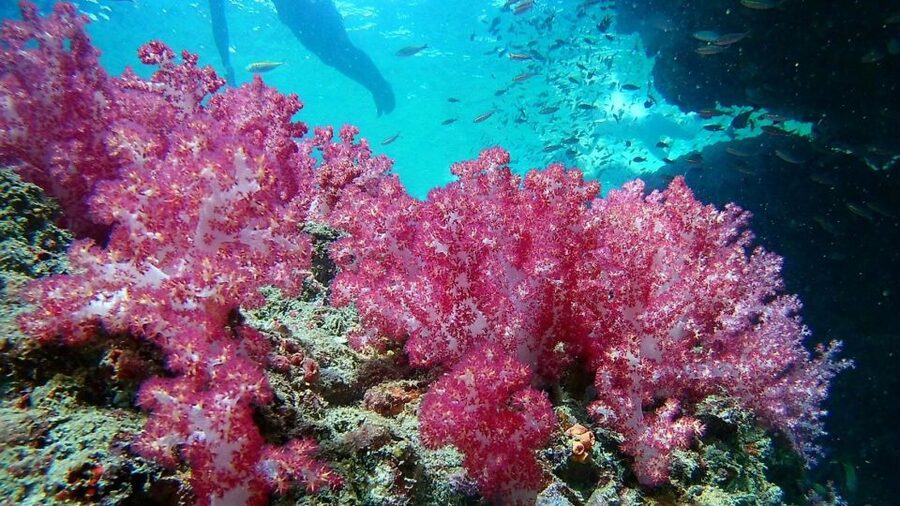 Krabi: Freediving and Snorkeling at Yawasam and Talu Island - Talu Island, the cave tunnel, and a natural lagoon
