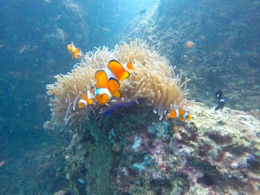 Krabi: Freediving and Snorkeling at Yawasam and Talu Island - What the $59 price really covers