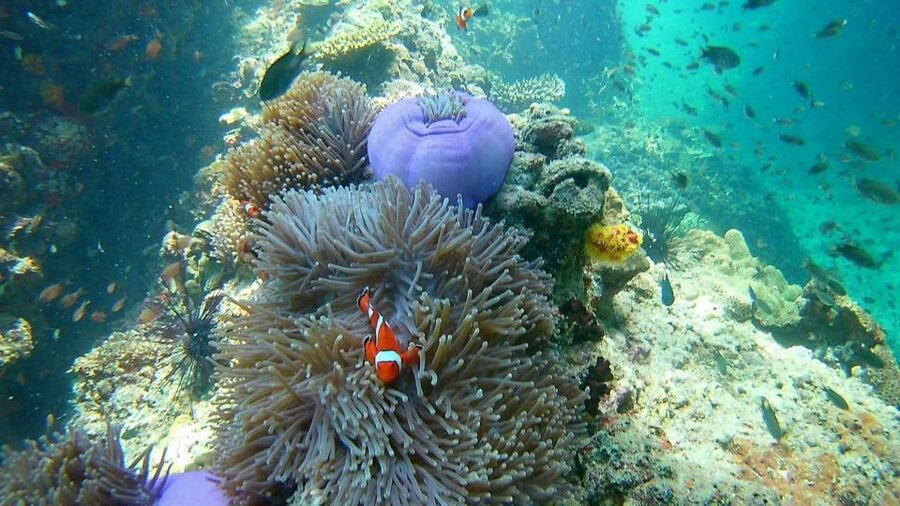 Krabi: Freediving and Snorkeling at Yawasam and Talu Island - Conditions, safety, and the practical drawbacks