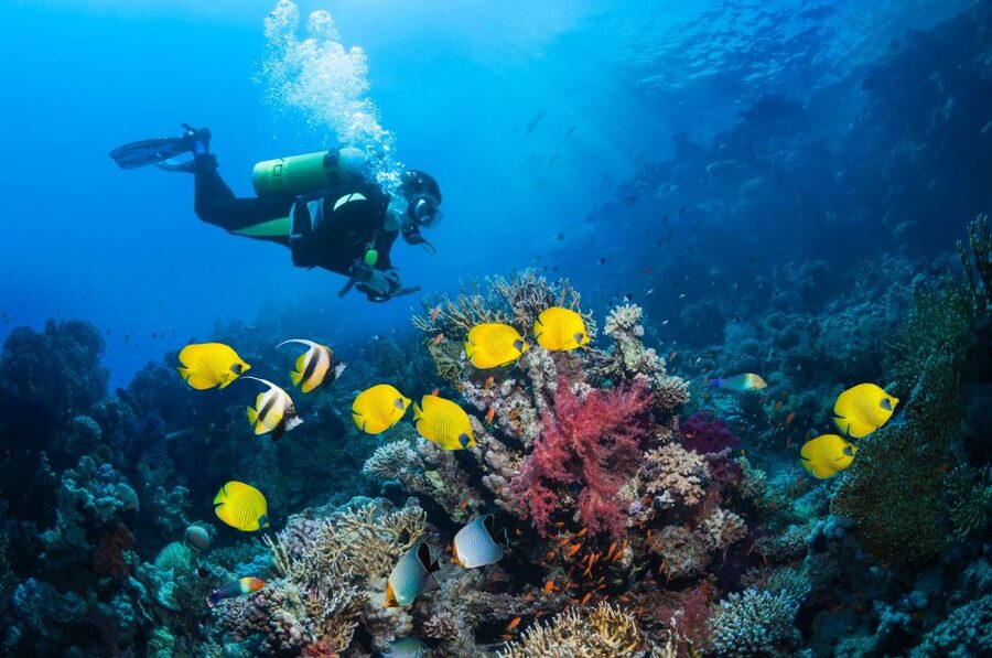 Kusadasi: Scuba Diving for Beginner or Experienced w/ Lunch - The lunch break and return to Kusadasi