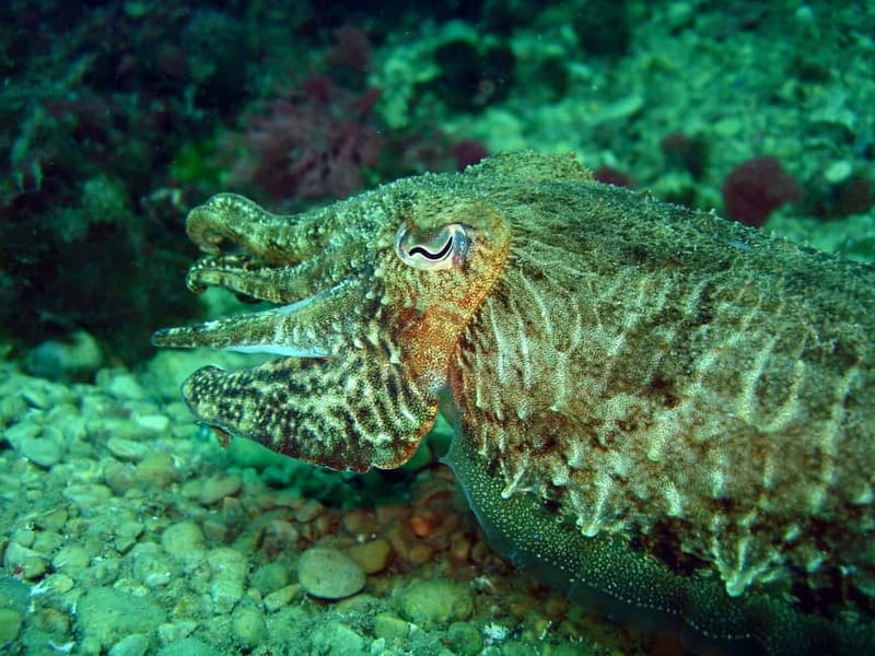 L'Escala: Introductory diving in the Montgri Nature Reserve - Key points to know before booking