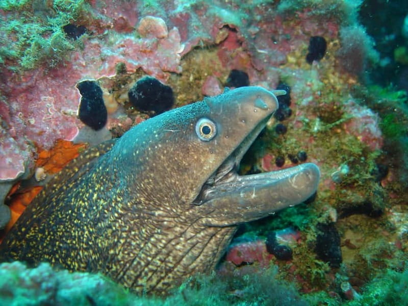 L'Escala: Introductory diving in the Montgri Nature Reserve - What the three hours actually include