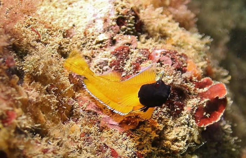 L'Escala: Introductory diving in the Montgri Nature Reserve - The Montgrí setting and the boat ride