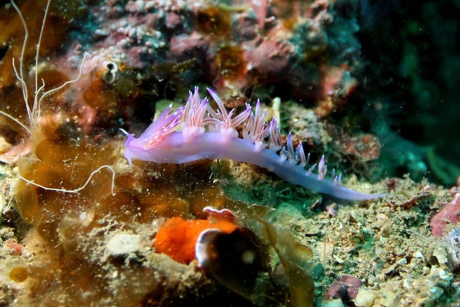 L'Escala: Introductory diving in the Montgri Nature Reserve - Who will enjoy this most?