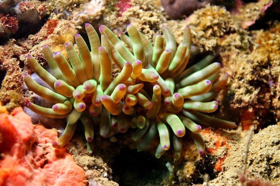 L'Escala: Introductory diving in the Montgri Nature Reserve - Should you book this L’Escala outing?