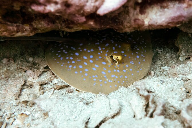La Bombona Diving Koh Tao Try Dive - The strongest points, and the fair warning