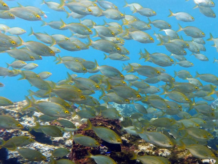 La Palma: SSI Try Scuba Program - Key points at a glance