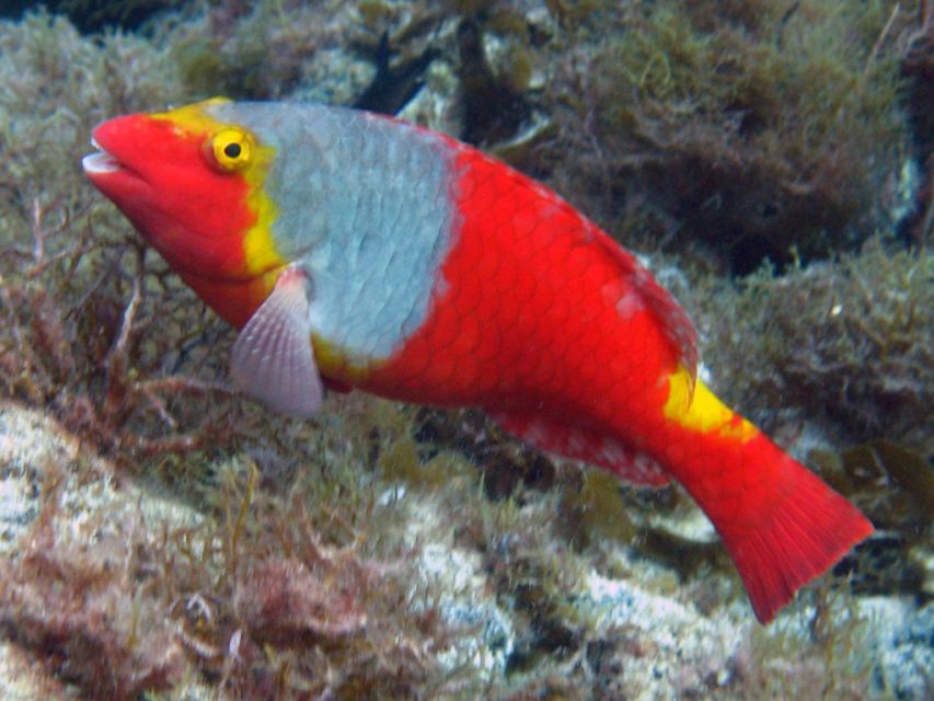 La Palma: SSI Try Scuba Program - Getting started with SSI Try Scuba in La Palma