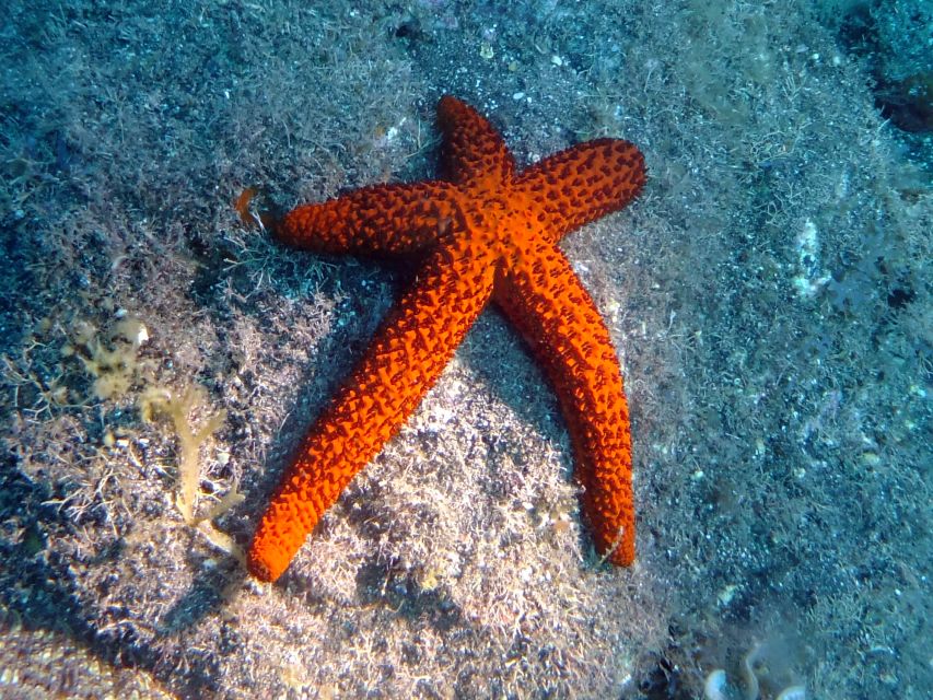 La Palma: SSI Try Scuba Program - Who will enjoy this most?