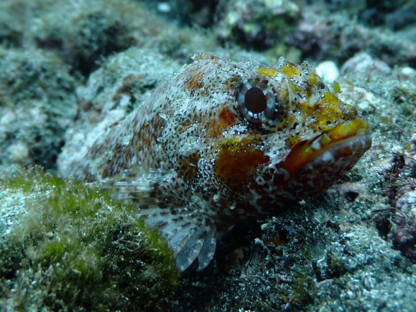 La Palma: SSI Try Scuba Program - What to bring and how to prepare
