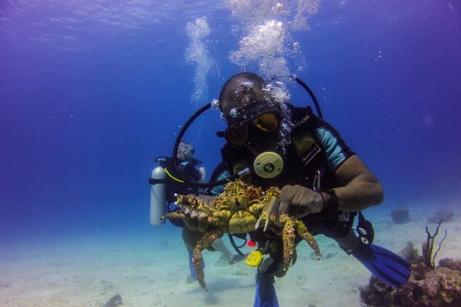 La Romana: Scuba Diving in Catalina Island - The Wall: the more dramatic first site