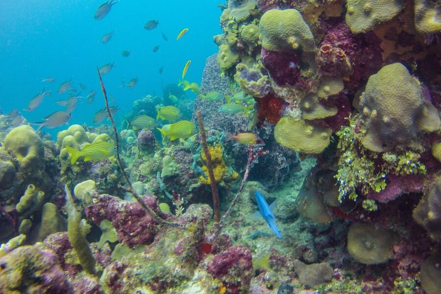 La Romana: Scuba Diving in Catalina Island - Who should book this Catalina Island outing?