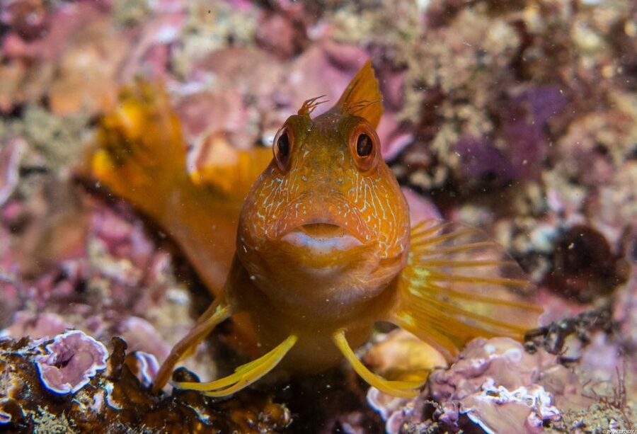 Lagos: Guided Scuba Diving Trip for Beginners - Starting near the Lagos marina