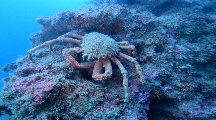 Lagos: Guided Scuba Diving Trip for Beginners - Thirty-five minutes among Atlantic sea life