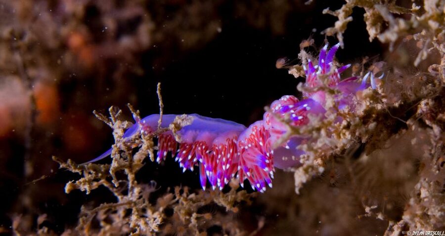 Lagos: Guided Scuba Diving Trip for Beginners - Why the small group improves the experience